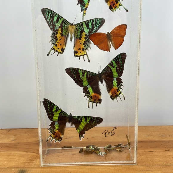 Vintage 80’s Urania leilus Day-Flying Moth Display (Signed 1983) Large Case - Picture 5 of 12